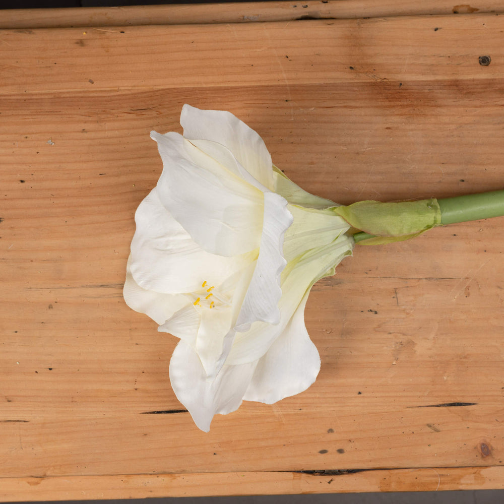 
                      
                        Classic White Amaryllis Flower
                      
                    