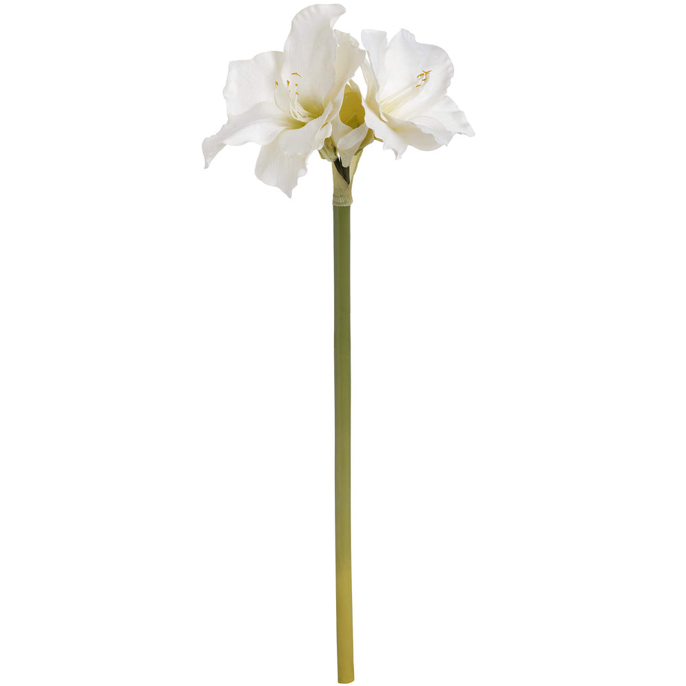 Fleur d'amaryllis blanche classique