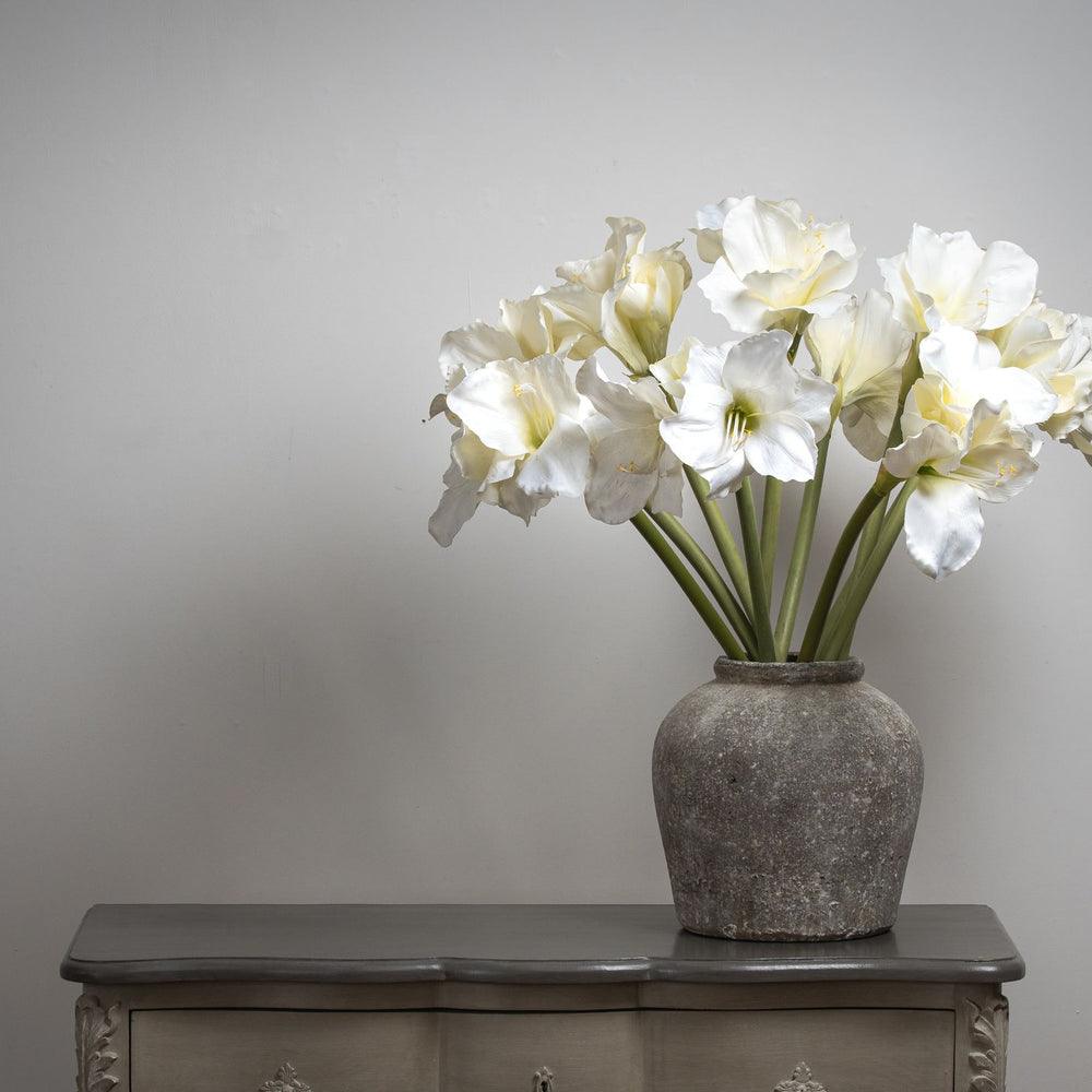 
                      
                        Classic White Amaryllis Flower
                      
                    