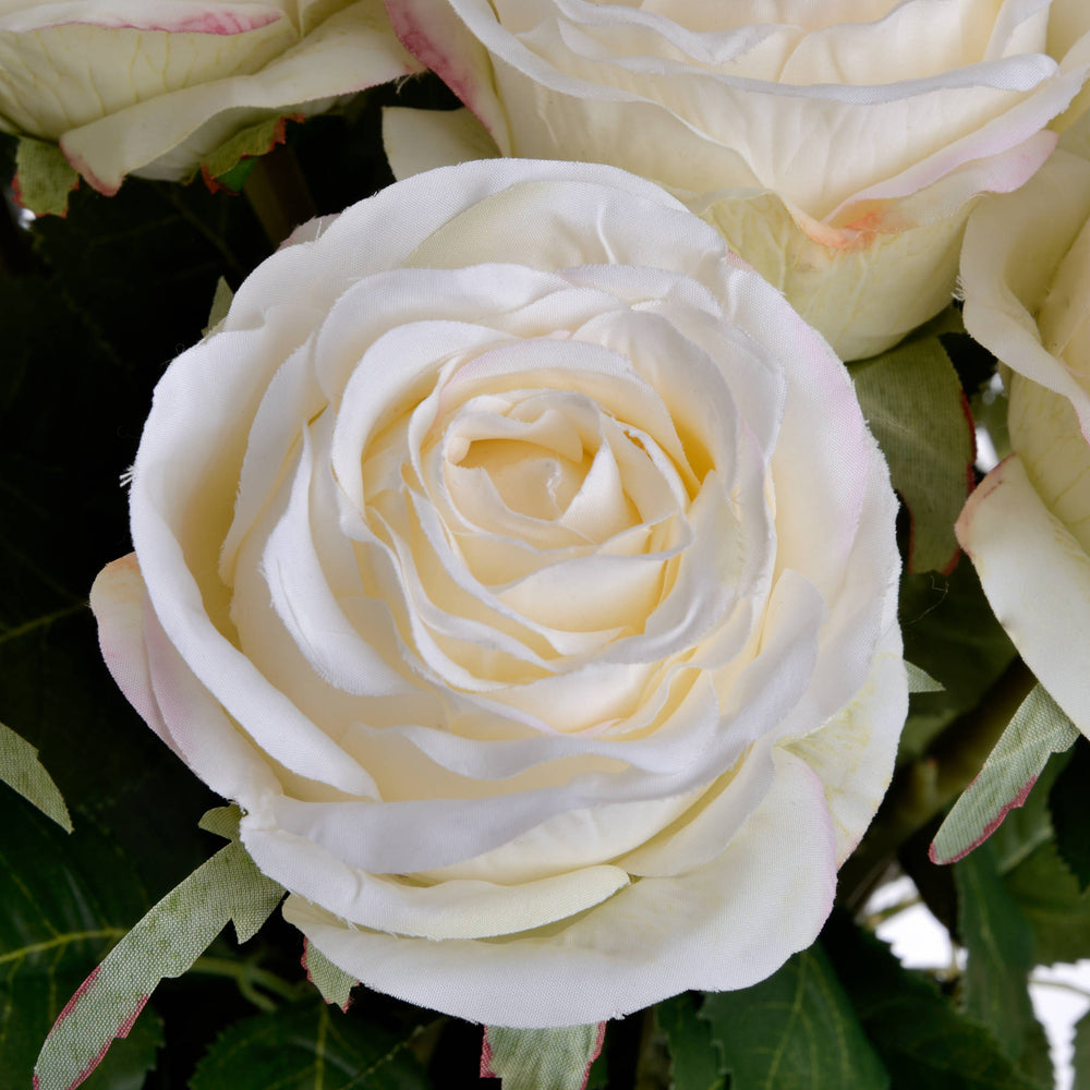 
                      
                        Traditional White Rose
                      
                    