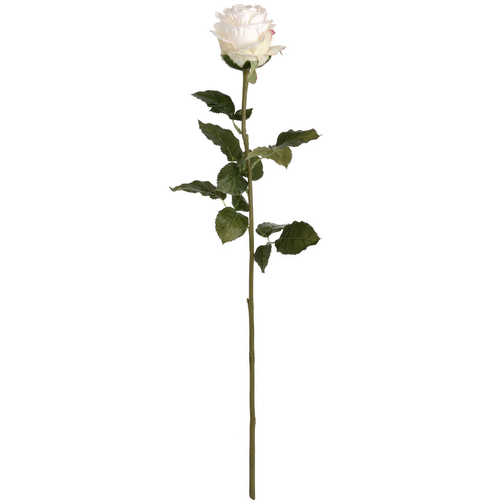 
                      
                        Traditional White Rose
                      
                    