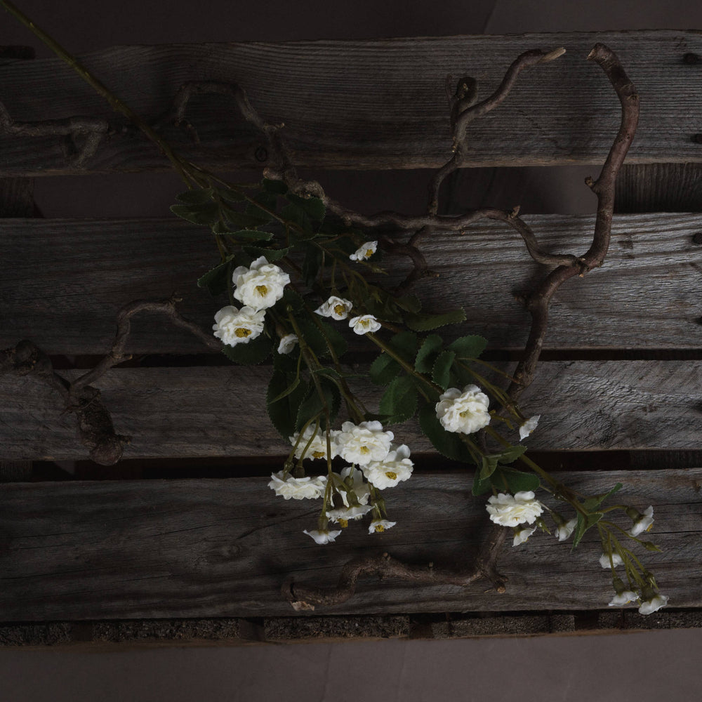 
                      
                        White Wild Meadow Rose
                      
                    