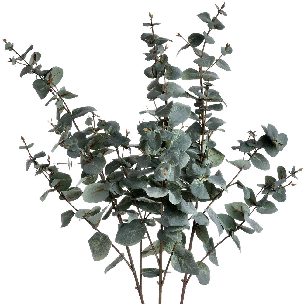 
                      
                        Variegated Eucalyptus
                      
                    