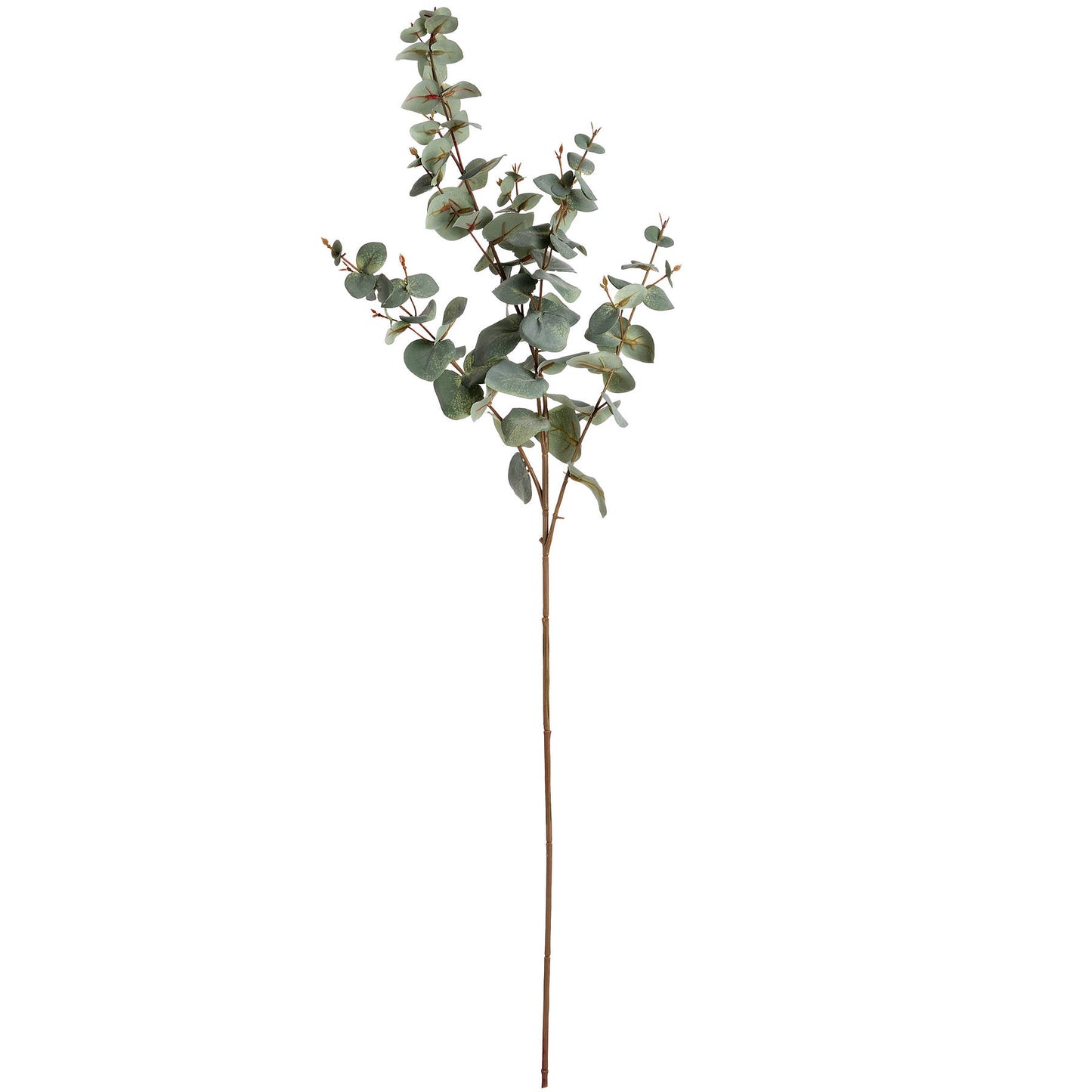 Eucalyptus panaché