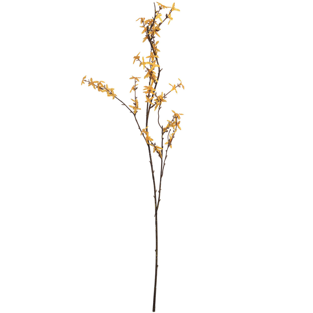 Forsythia