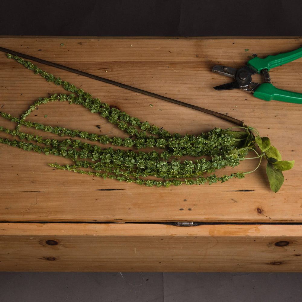 
                      
                        Green Amaranthus
                      
                    