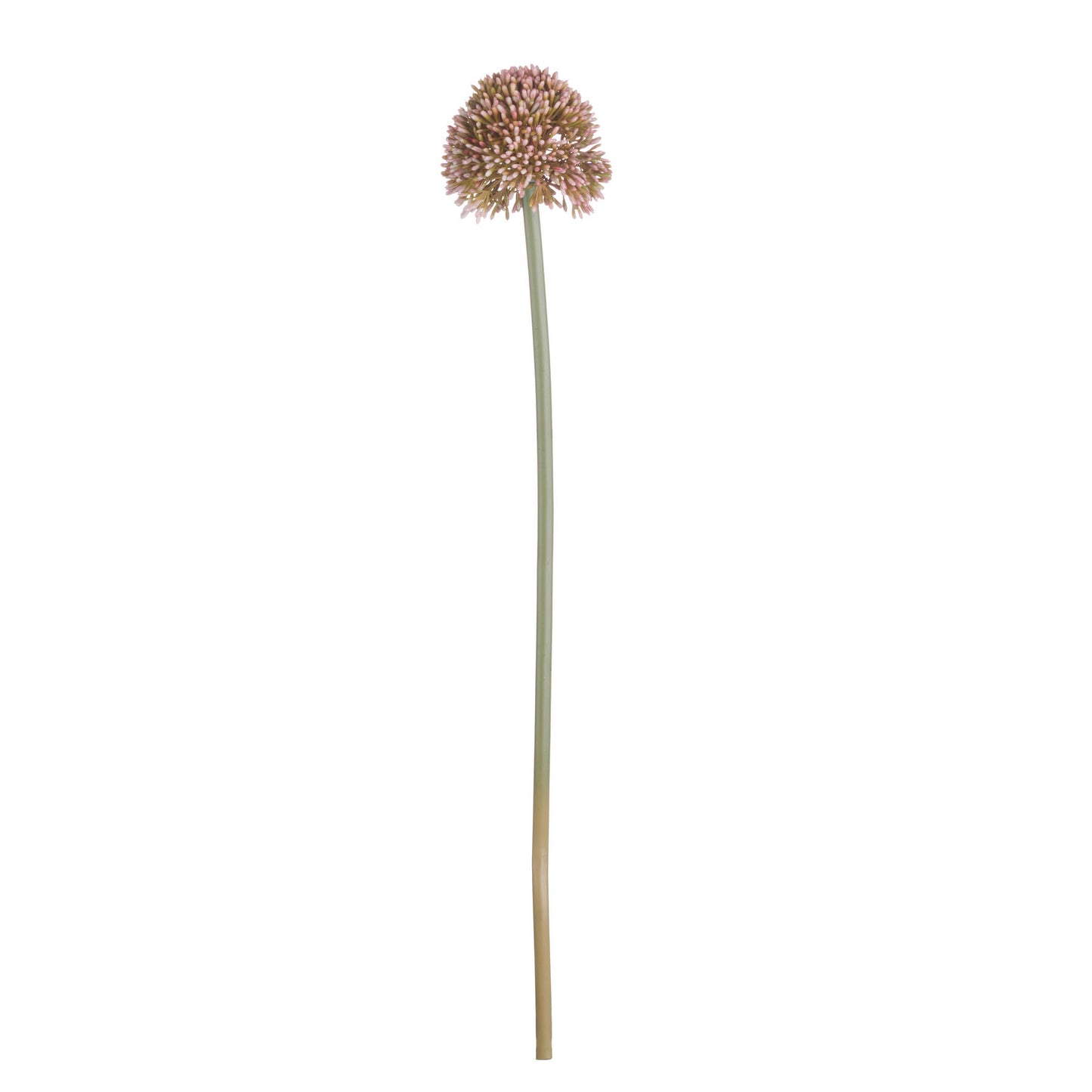 Pink Allium