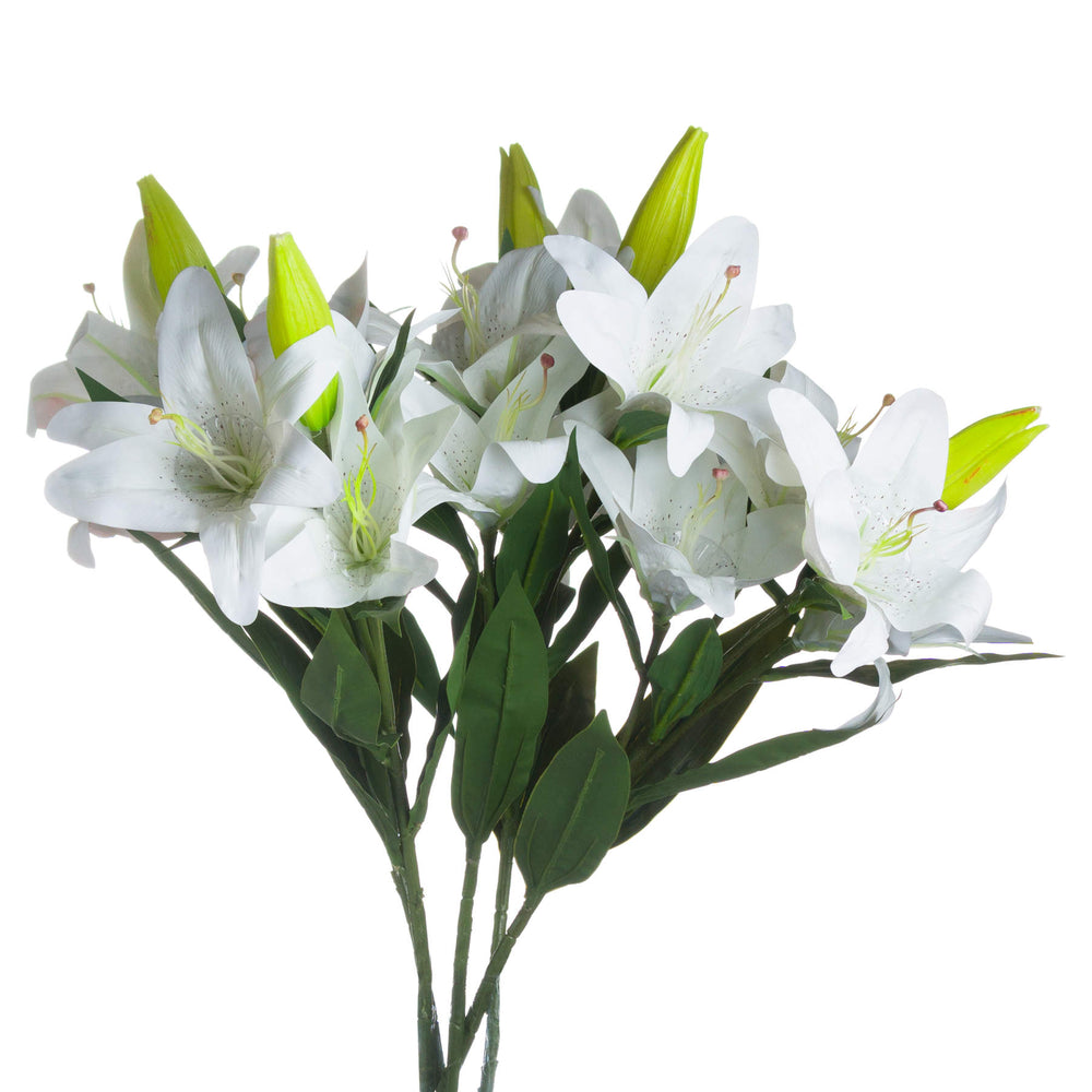 
                      
                        White Lily
                      
                    