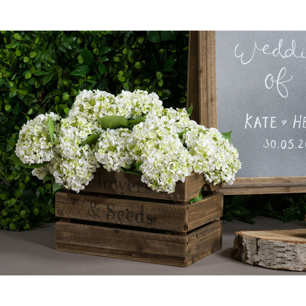 
                      
                        White Lace Cap Hydrangea
                      
                    