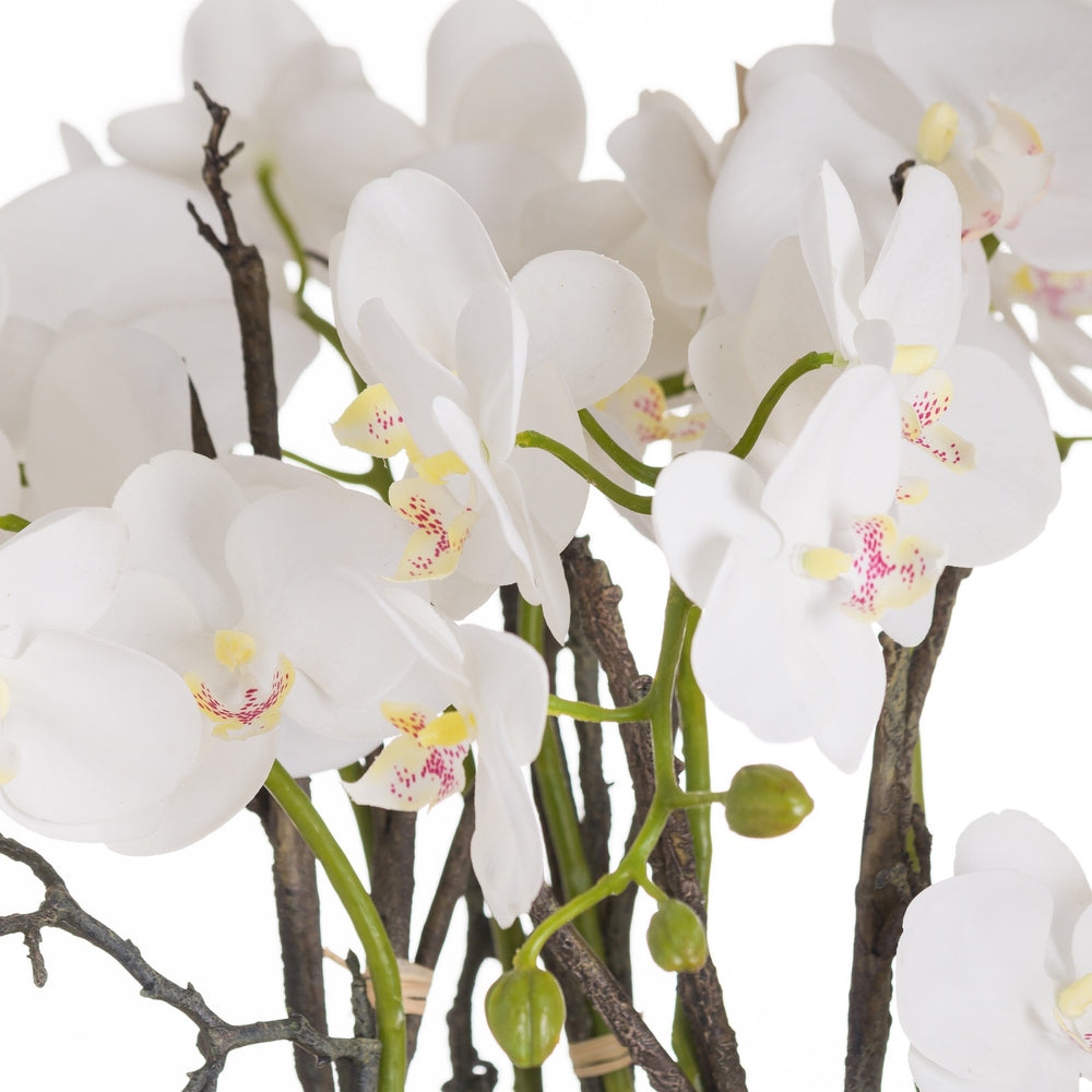 
                      
                        Large Stone Potted Orchid With Roots
                      
                    