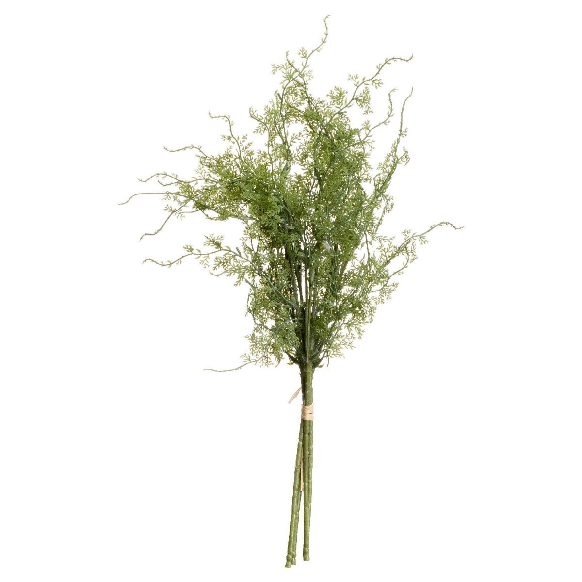 Asparagus Fern Bunch -