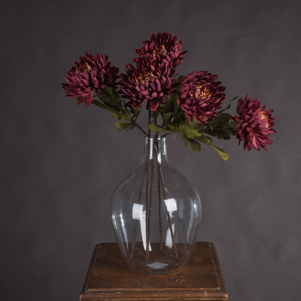 Autumn Spider Chrysanthemum -