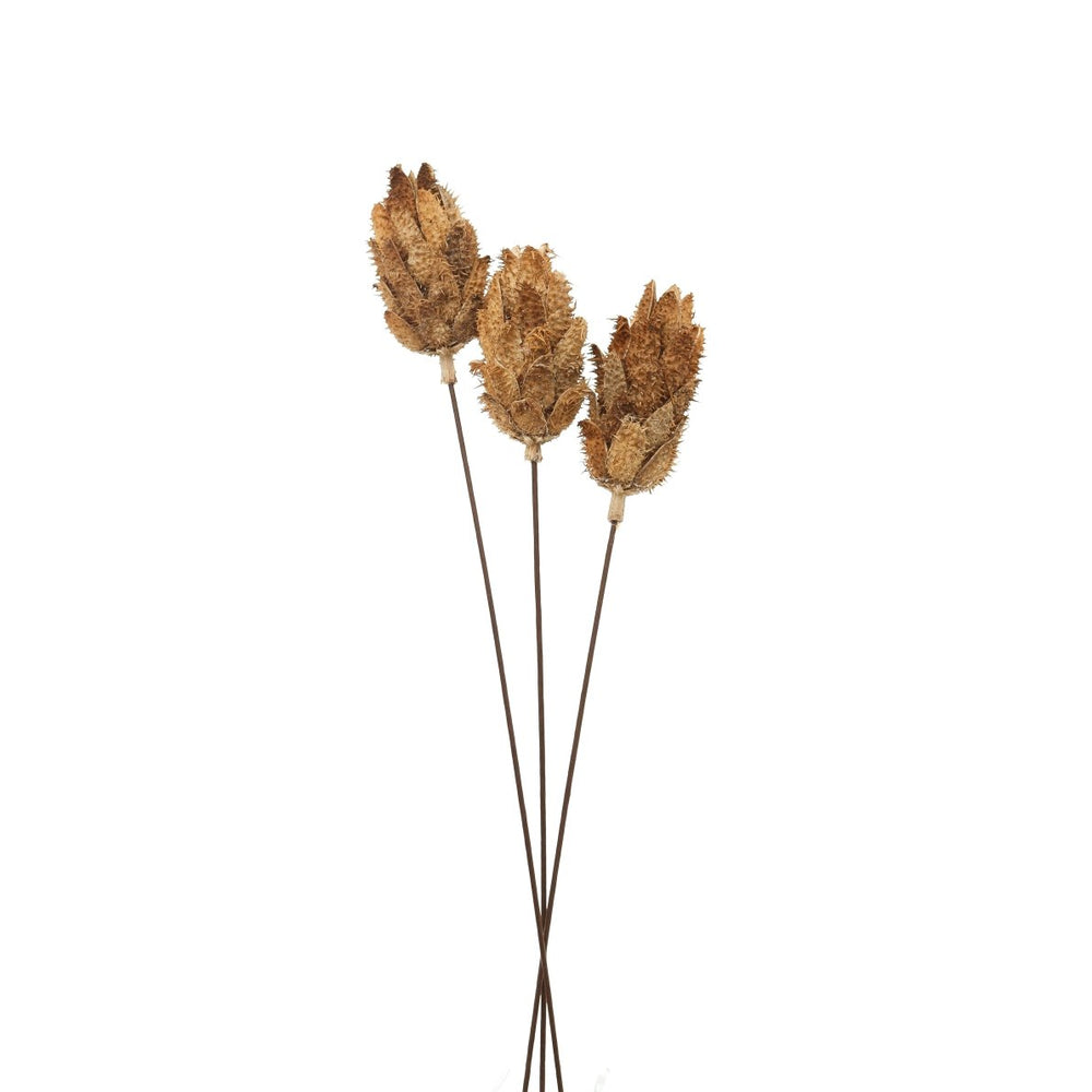 Bouquet Of Dried Protea -