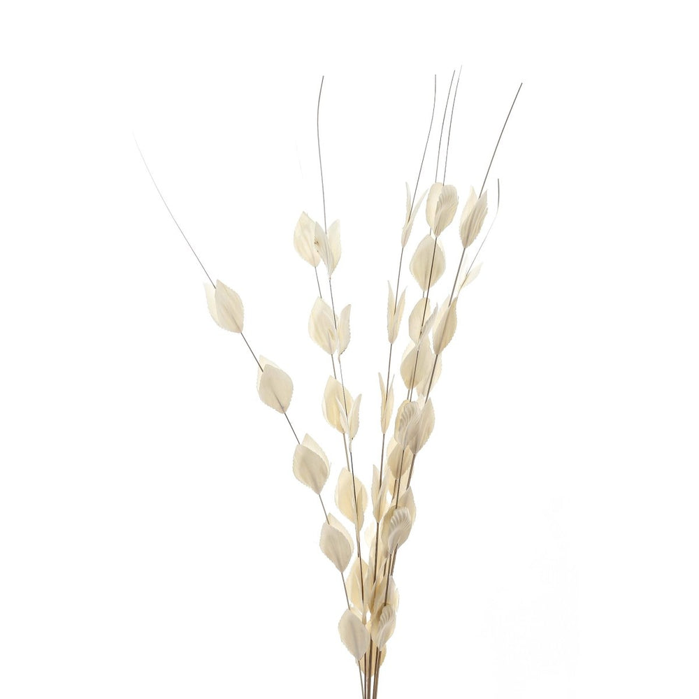 Bouquet Of Dried Thlaspi Arvense -