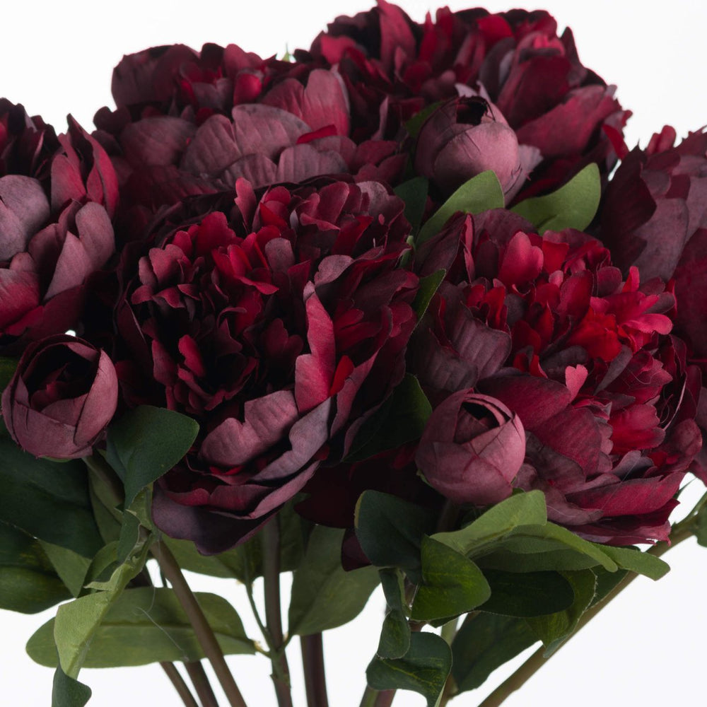 
                      
                        Burgundy Peony Rose -
                      
                    