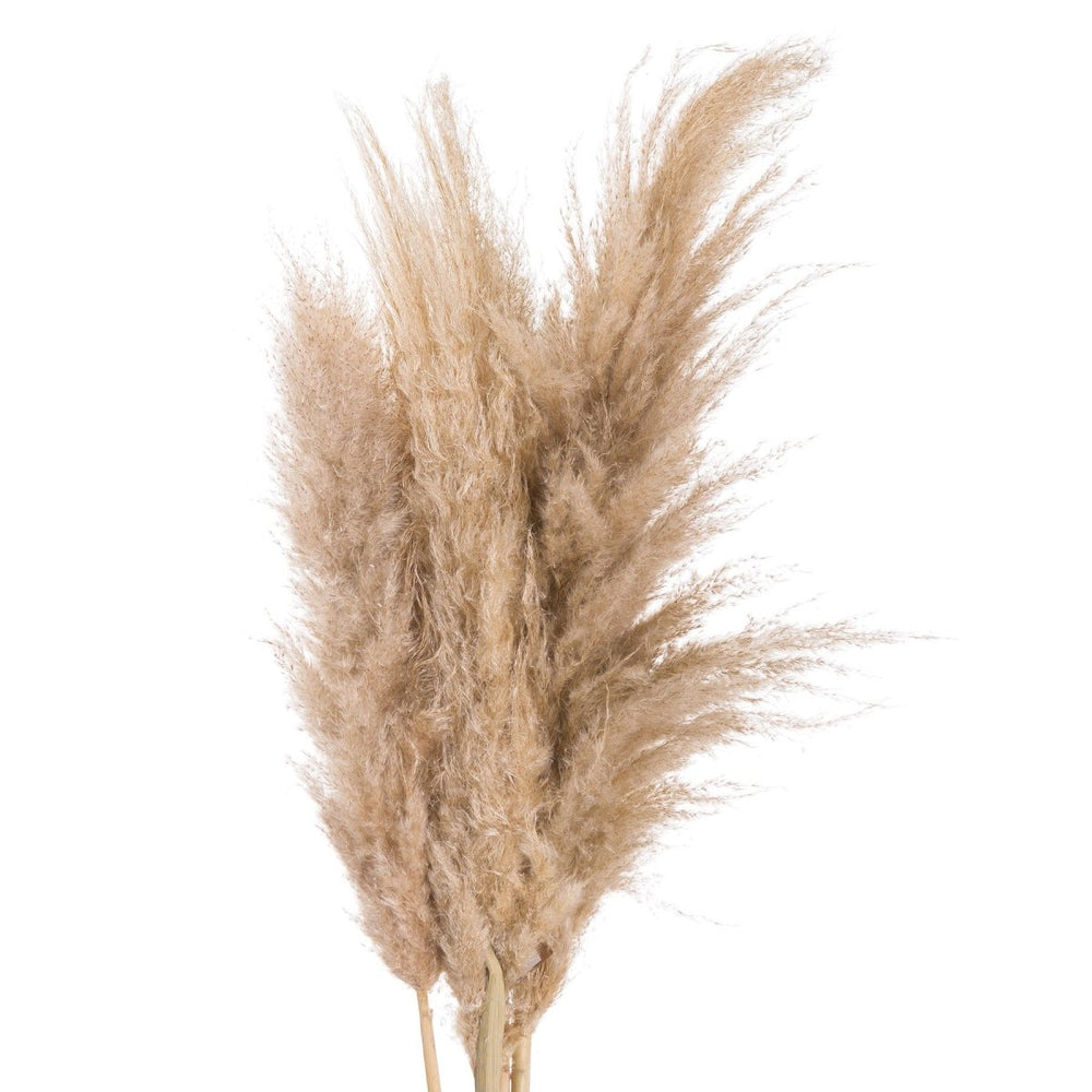 Butter Pampas Grass -