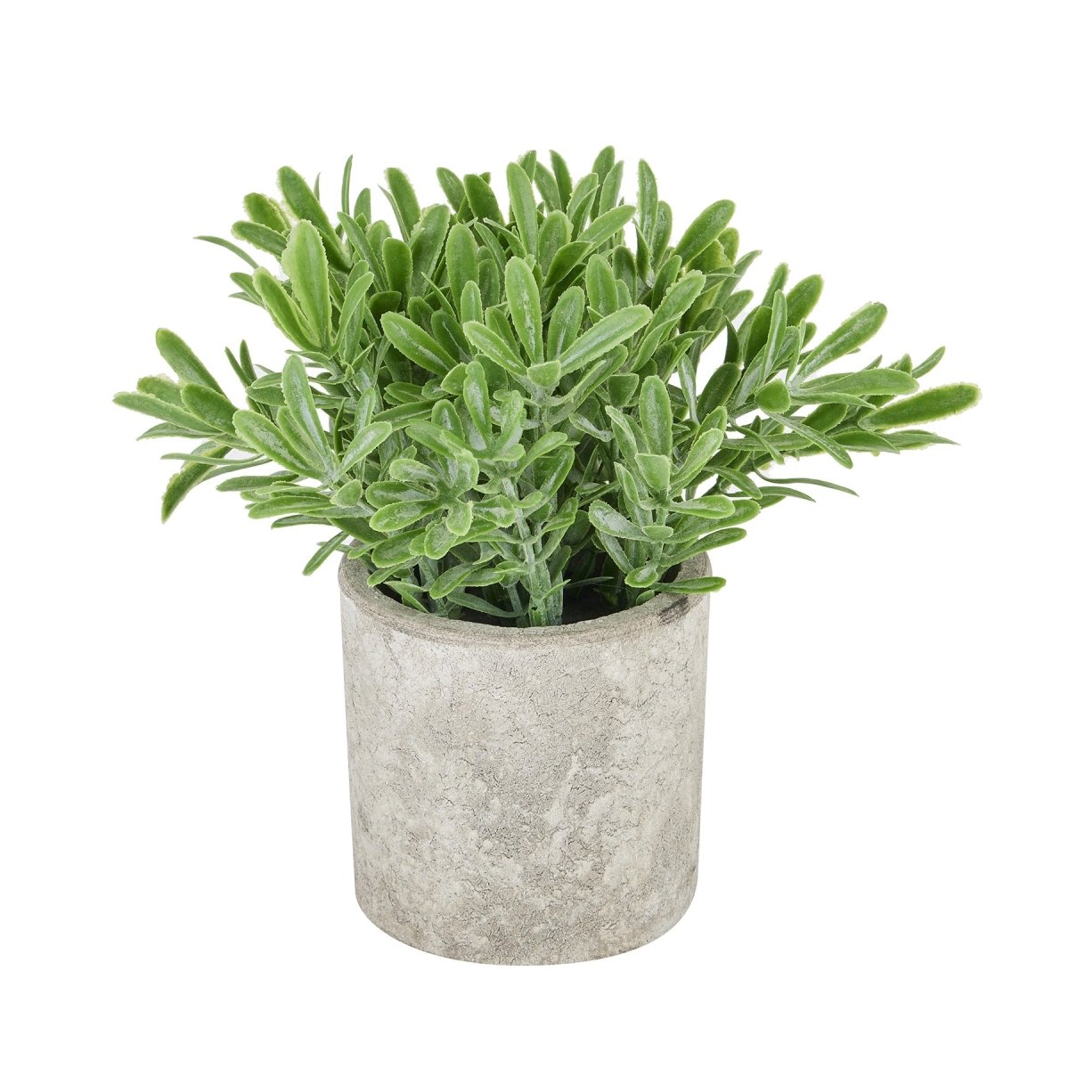 Buxus Plant In Stone Effect Pot -