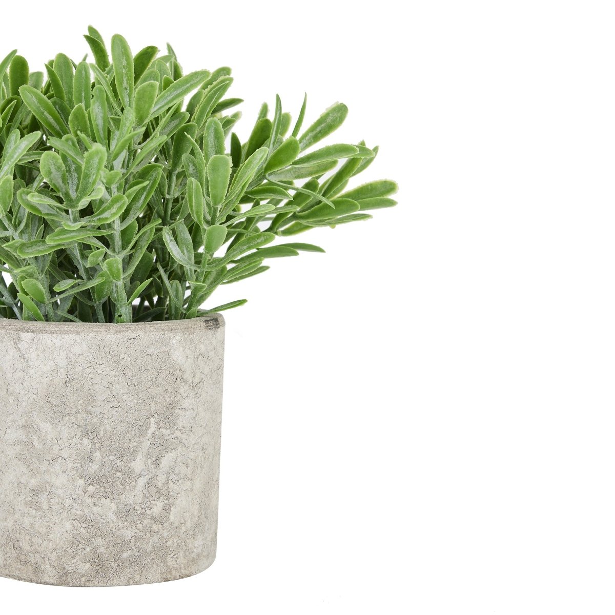 Buxus Plant In Stone Effect Pot -