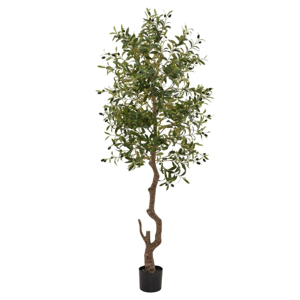 Calabria Large Olive Tree -