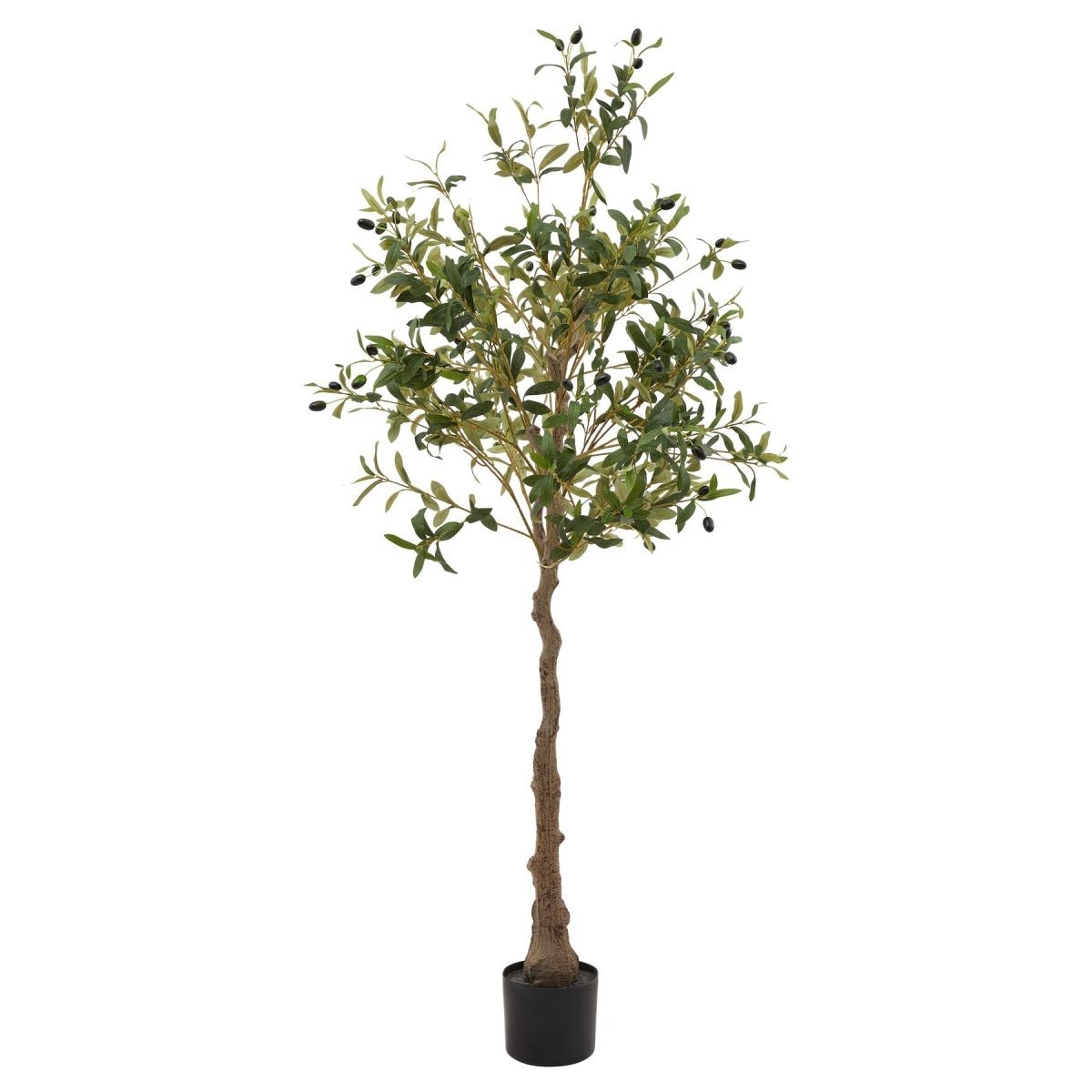 Calabria Olive Tree -