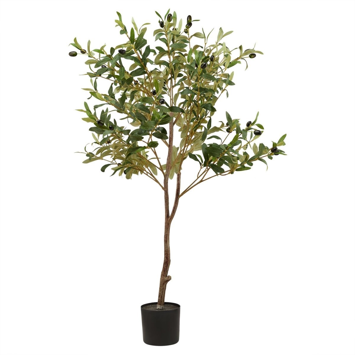 Calabria Small Olive Tree -