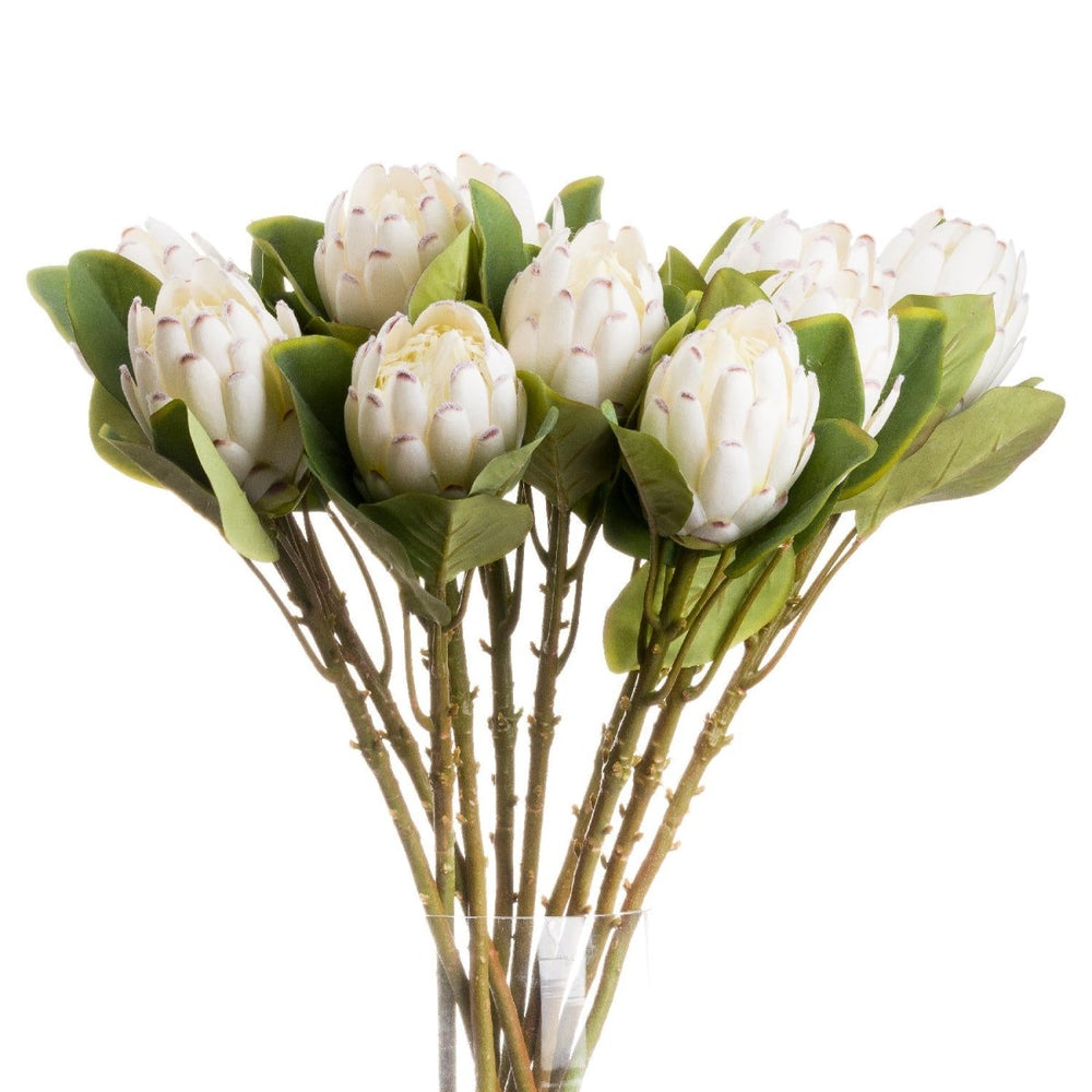 Closed White Protea -