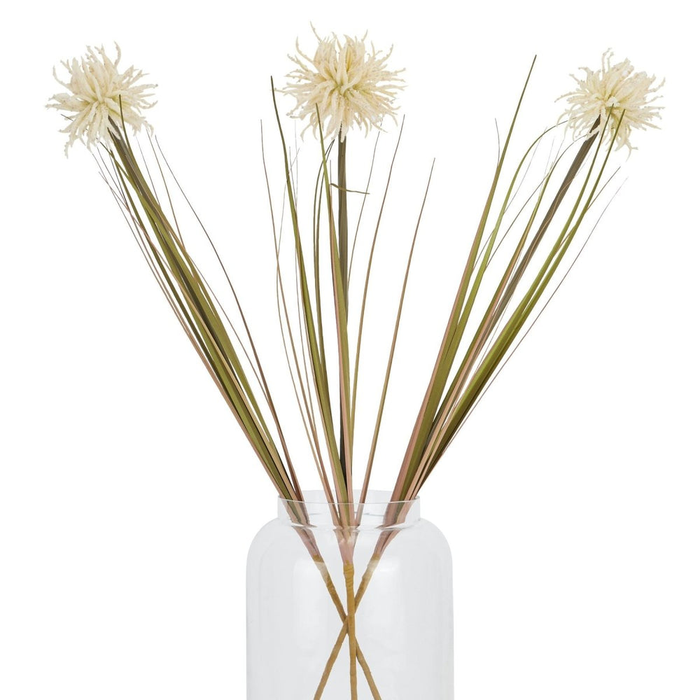 Cream Aster Spider Chrysanthemum Stem -