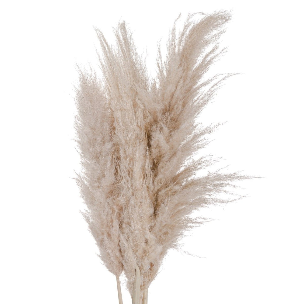 Cream Pampas grass -