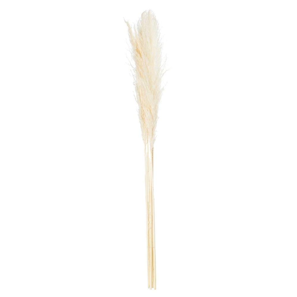 Cream Pampas Grass Stem -