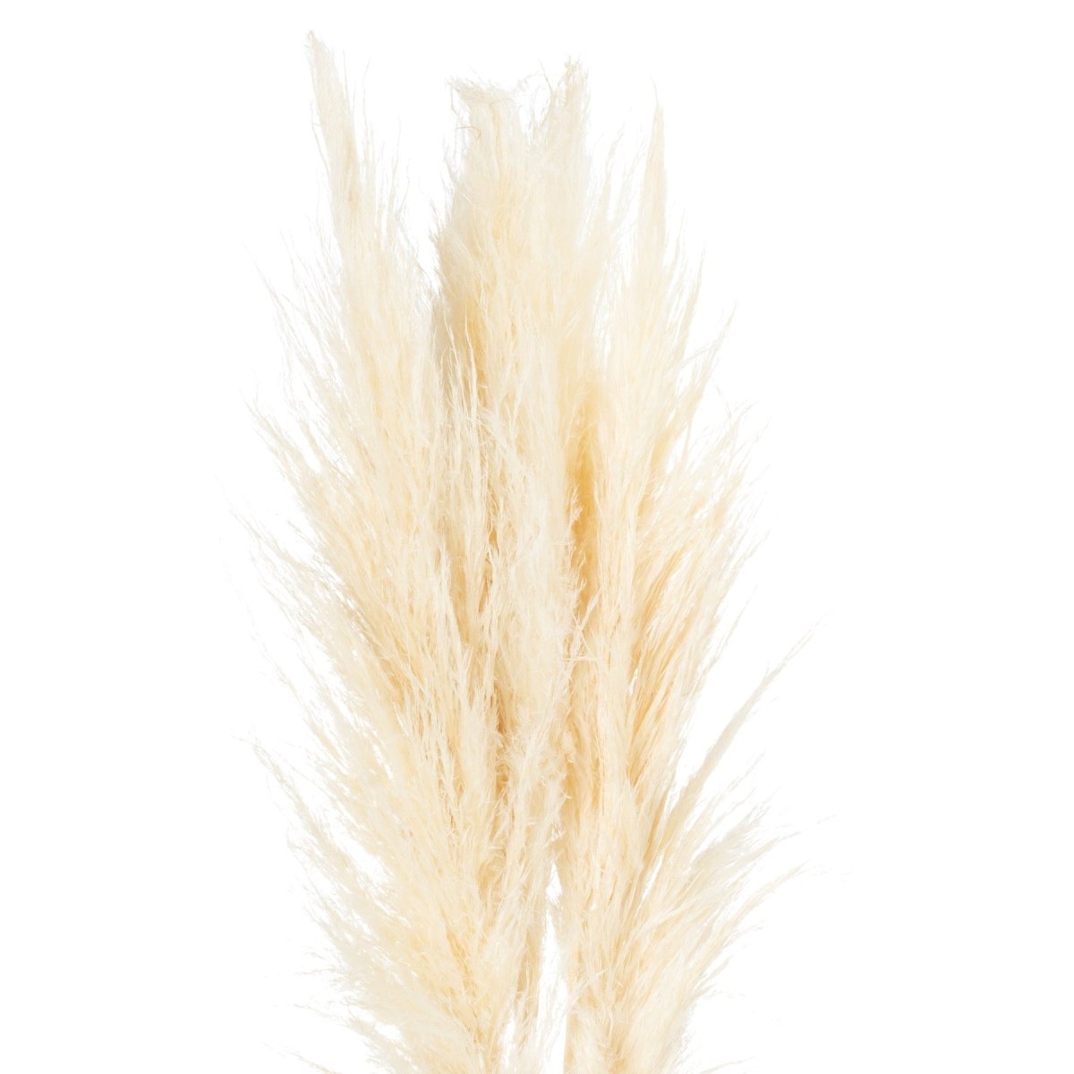 Cream Pampas Grass Stem -