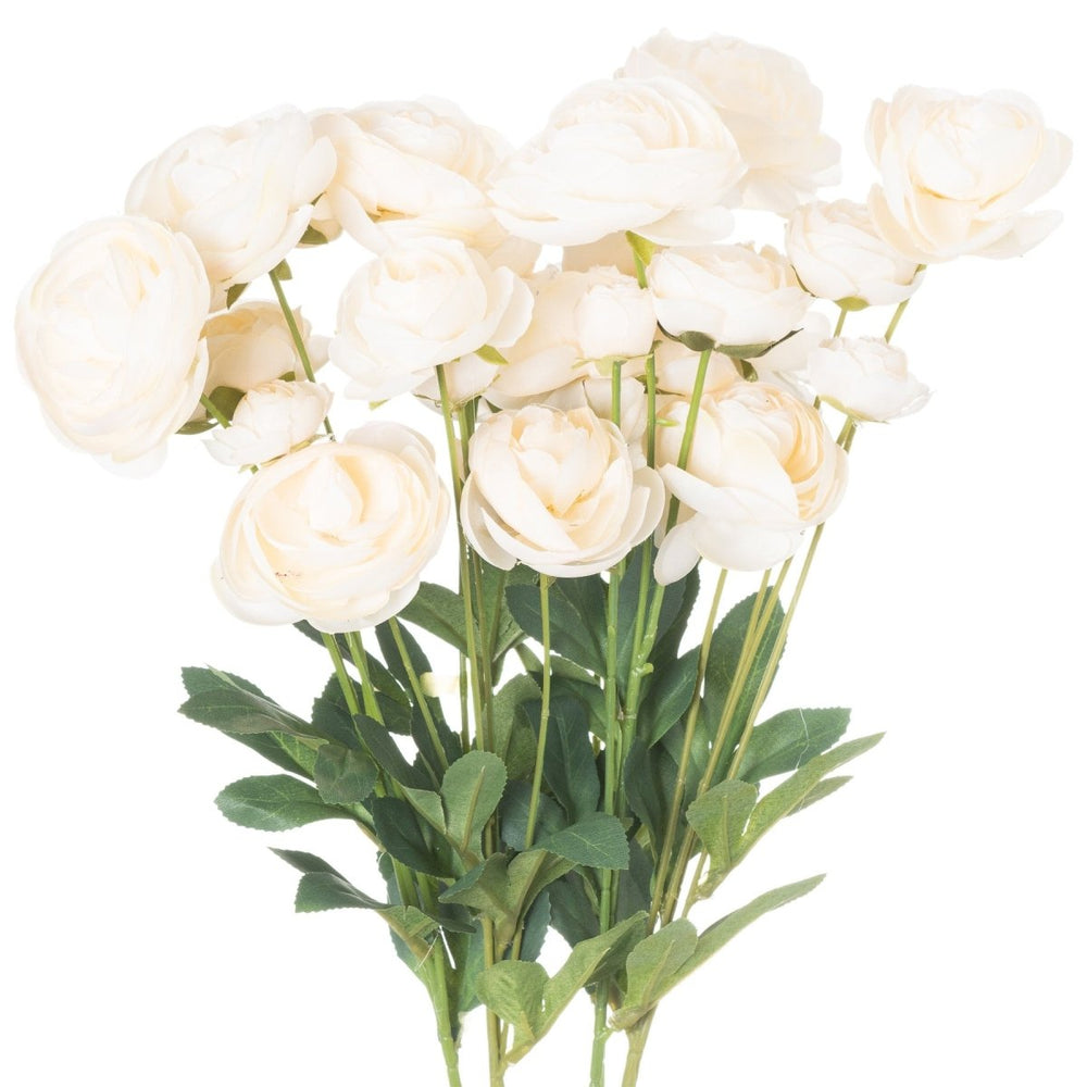 Cream Ranunculus -