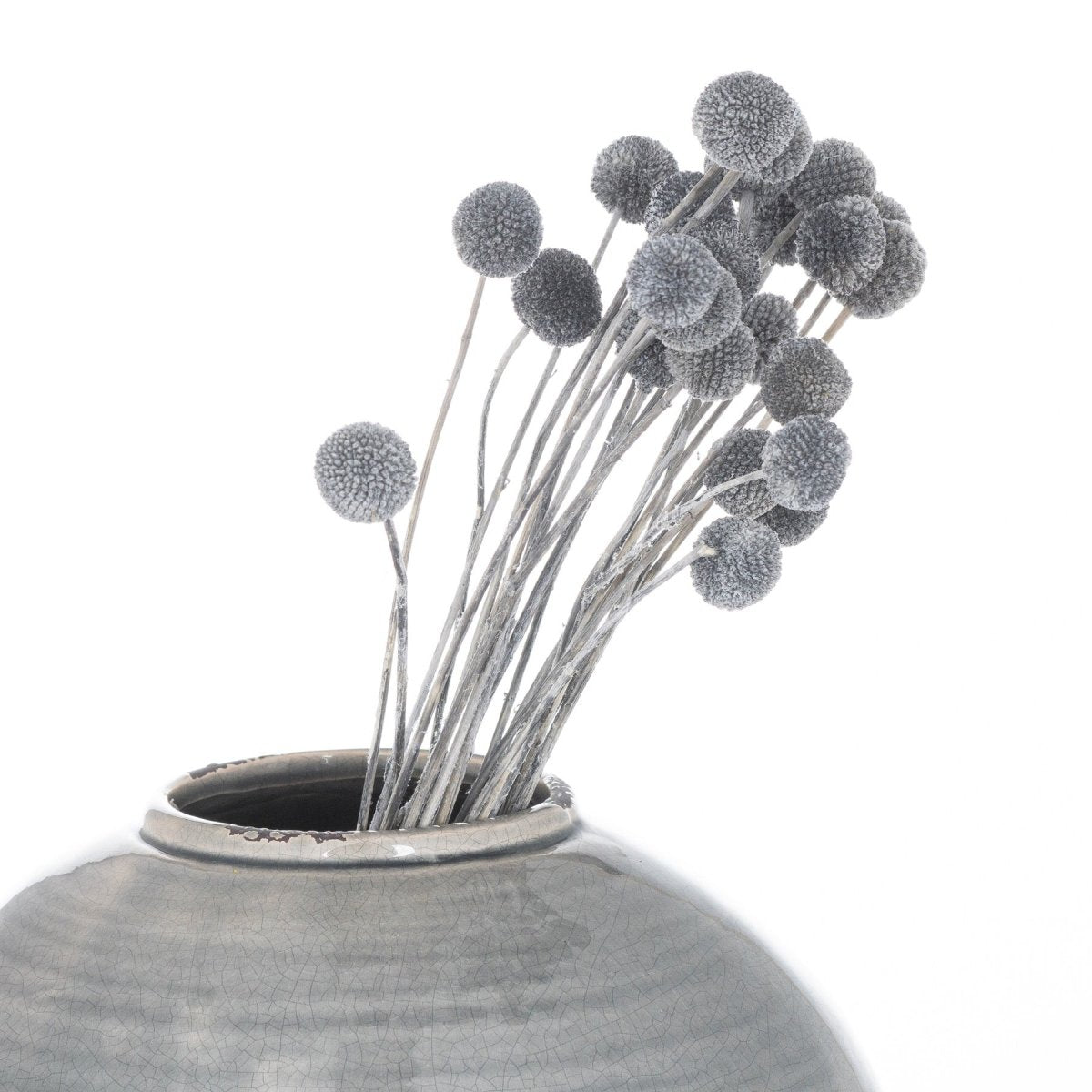 Dried Grey Billy Ball Bunch Of 20 -