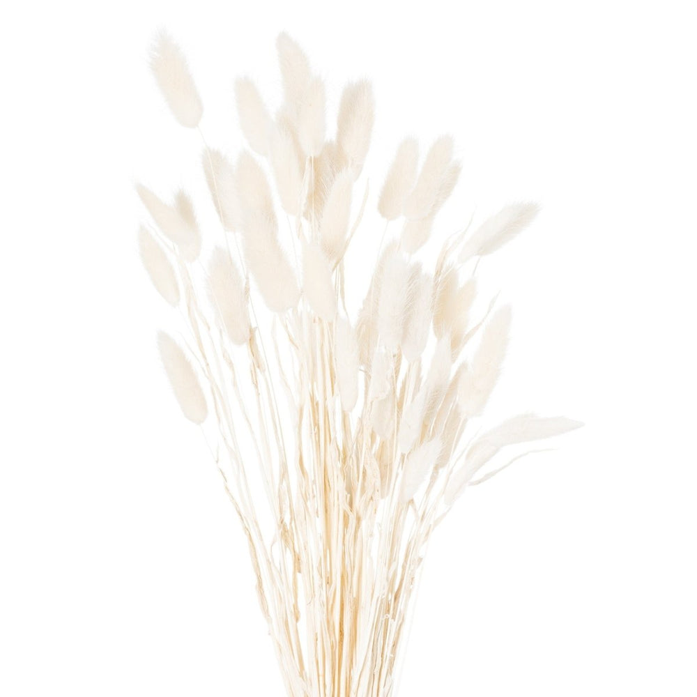 Dried White Bunny Tail Bunch Of 60 -