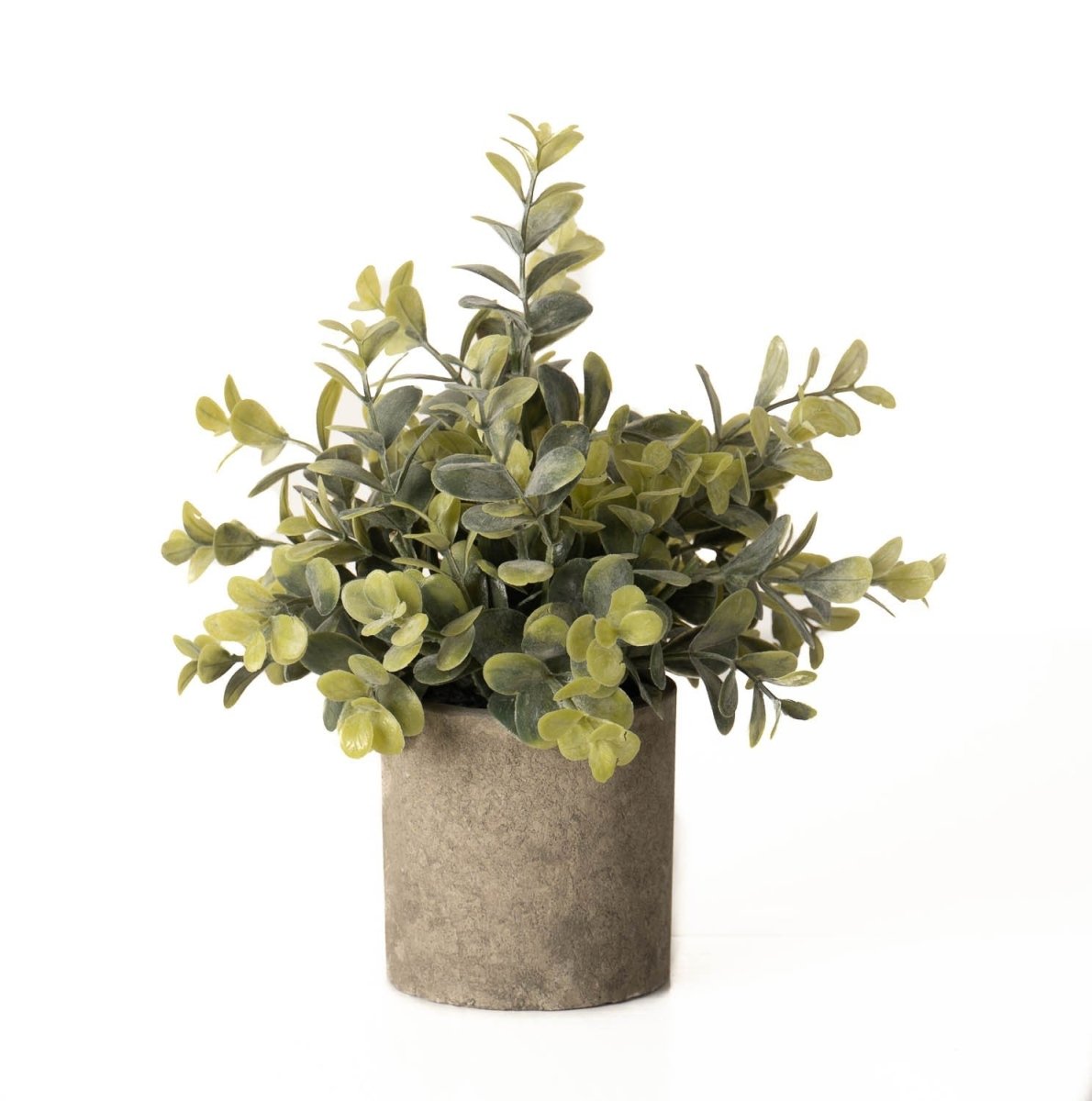 Eucalyptus Plant In Stone Effect Pot -