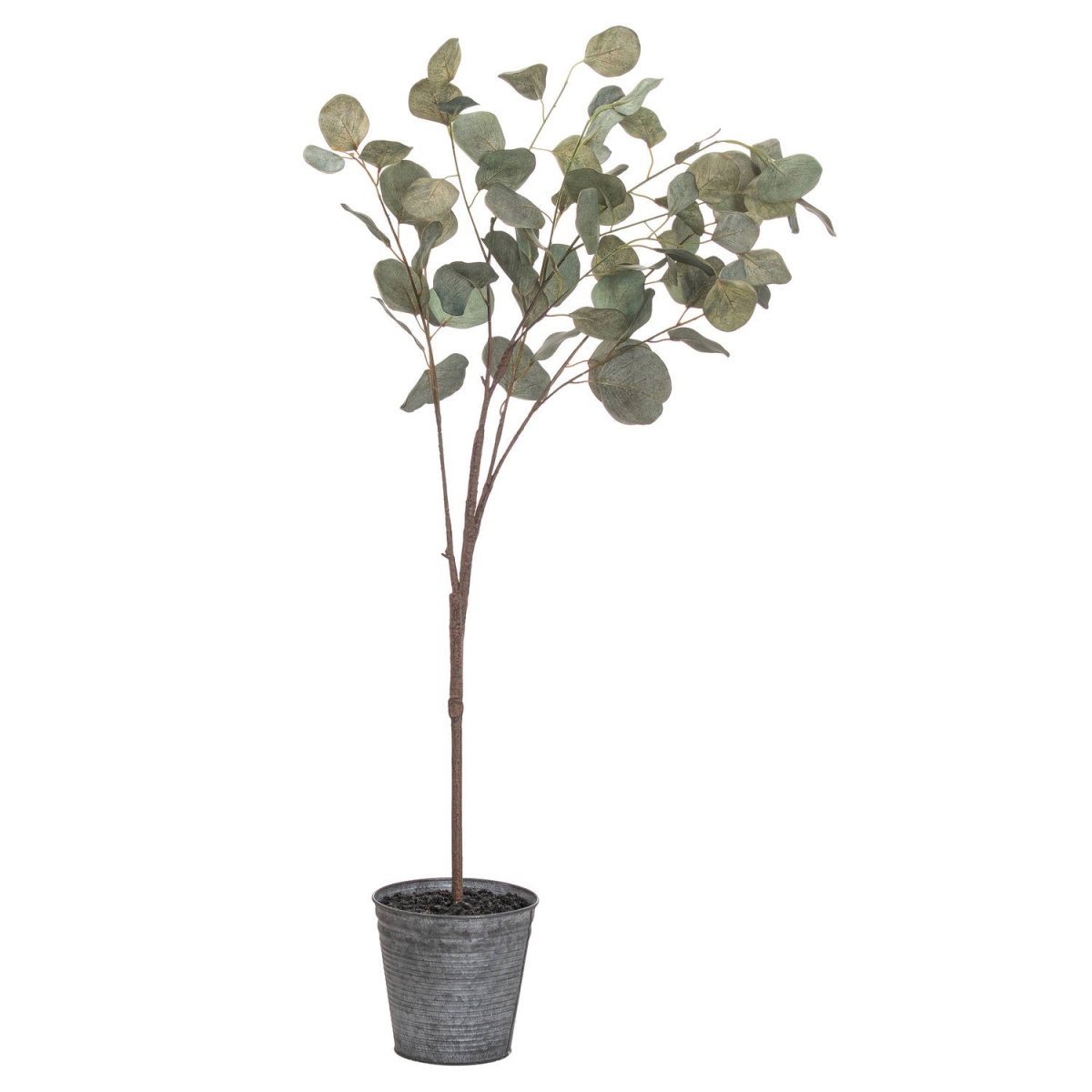 Eucalyptus Tree In Metallic Pot -