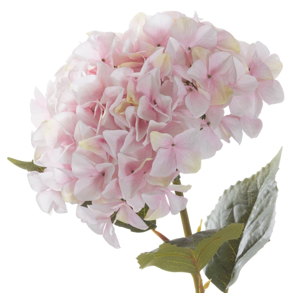 
                      
                        Giant Pink Hydrangea -
                      
                    