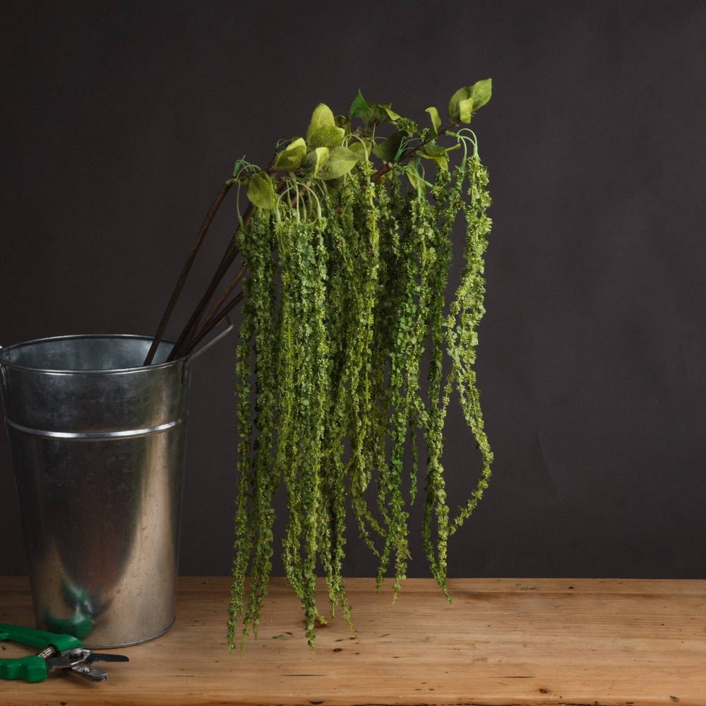 
                      
                        Green Amaranthus -
                      
                    