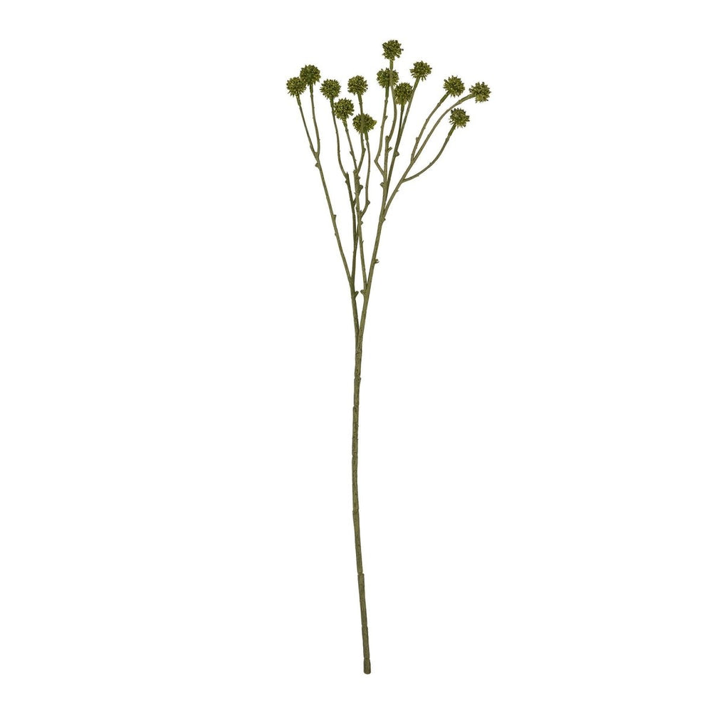 Green Craspedia Stem -