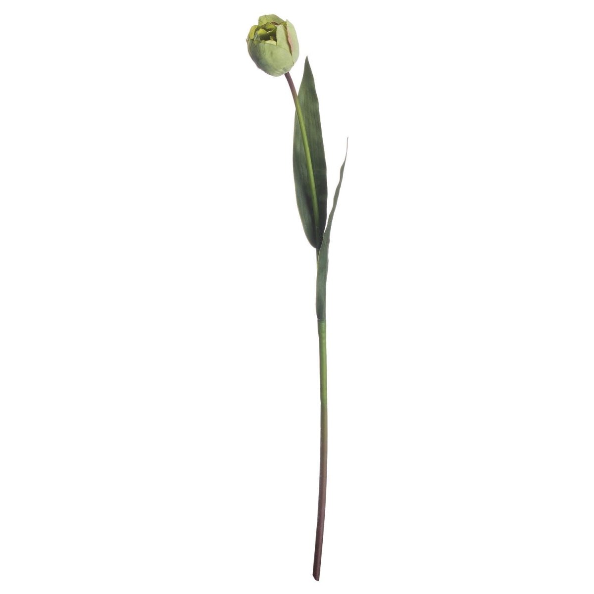 Green Tulip - Home Accents