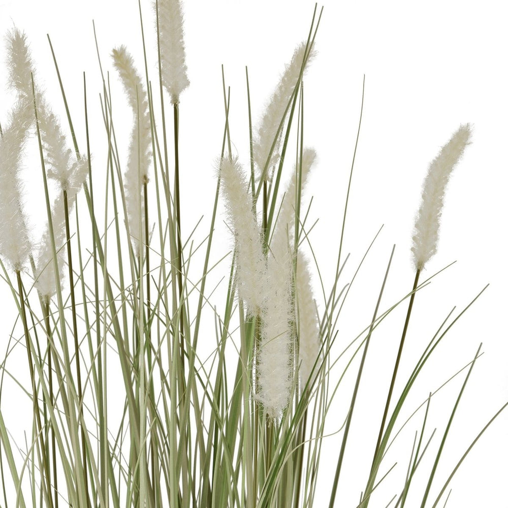 Large Bunny Tail Grass -