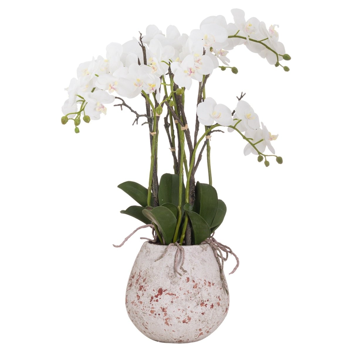 Large Stone Potted Orchid With Roots -