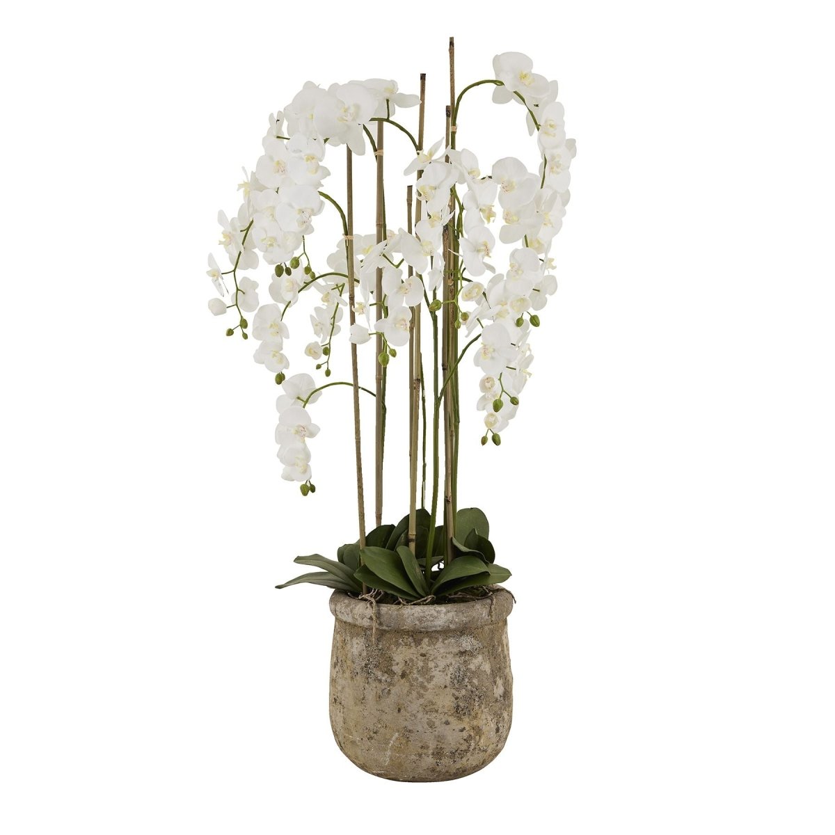 Large White Orchid In Antique Stone Pot -