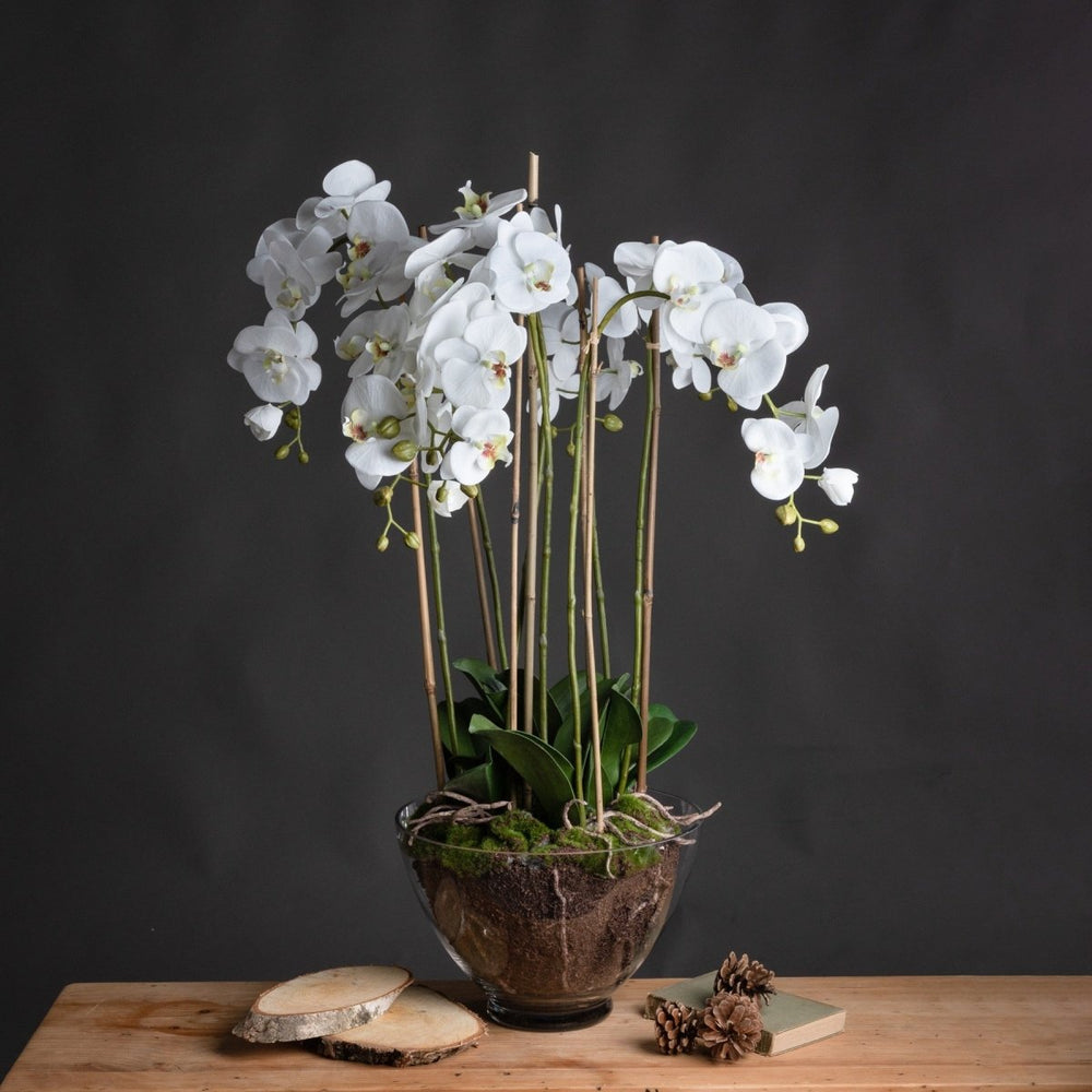 Large White Orchid In Glass Pot -