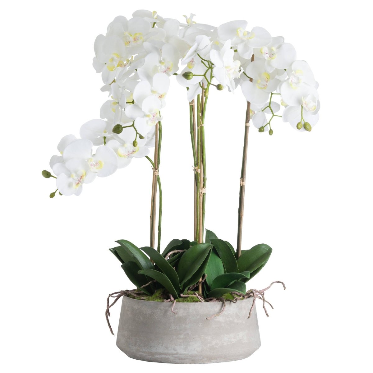 Large White Orchid In Stone Pot - Home Accents