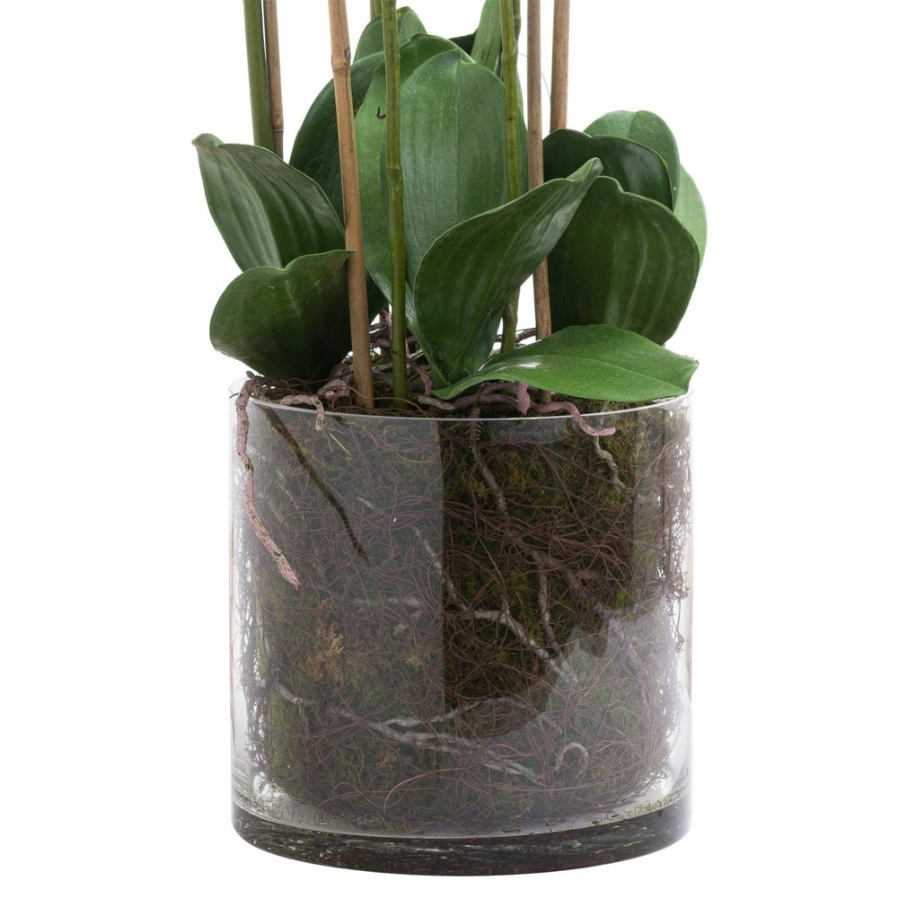 
                      
                        Large White Tall Orchid In Glass Pot -
                      
                    