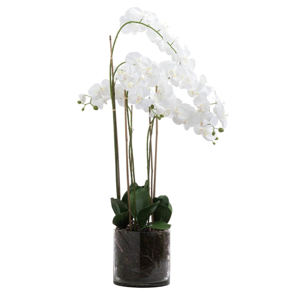 
                      
                        Large White Tall Orchid In Glass Pot -
                      
                    