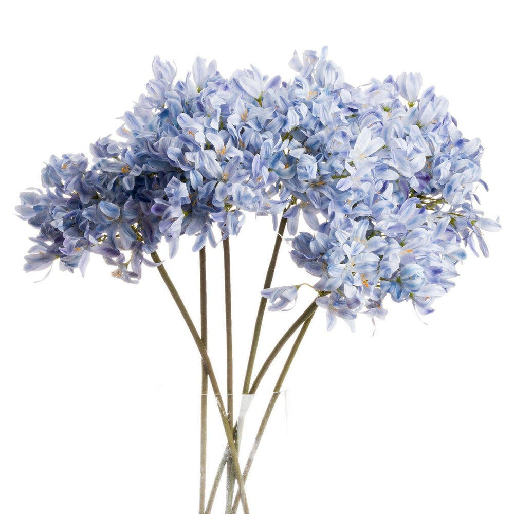 
                      
                        Light Blue Large Headed Agapanthus -
                      
                    