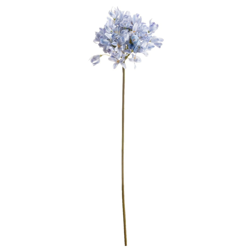 Light Blue Large Headed Agapanthus -