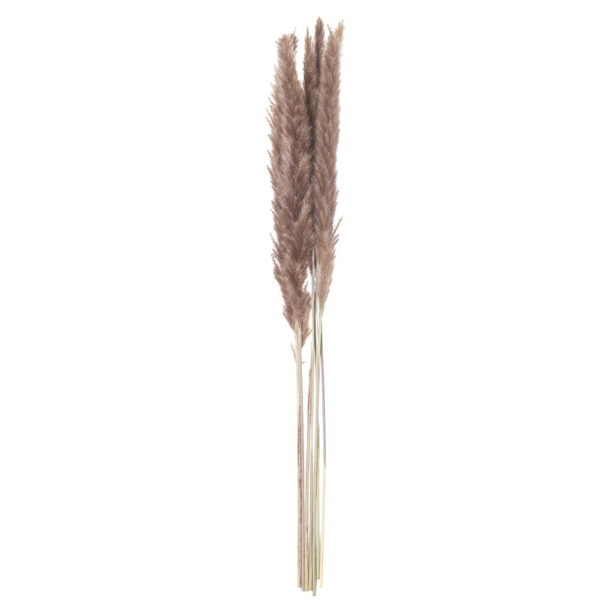 Mini Natural Pampas Grass Bunch of 15 -