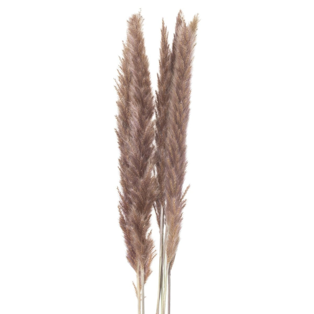 Mini Natural Pampas Grass Bunch of 15 -